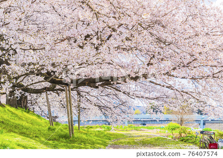 Blue sky and cherry blossoms in full bloom Shiraishi River bank Ichimoku Senbonzakura Ogawara Town, Miyagi Prefecture 76407574