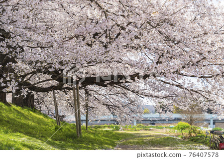 藍天櫻花盛開 宮城縣白石川岸一目千本櫻小河原町 藍天櫻花盛開 宮城縣白石川岸一目千本櫻小河原町 76407578