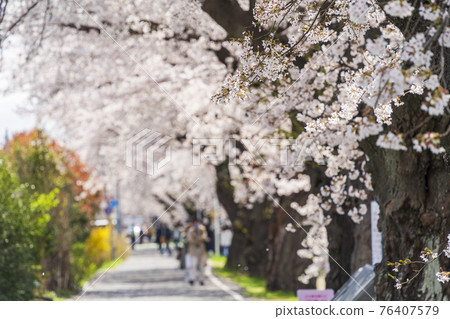 藍天櫻花盛開 宮城縣白石川岸一目千本櫻小河原町 藍天櫻花盛開 宮城縣白石川岸一目千本櫻小河原町 76407579
