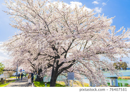 藍天櫻花盛開 宮城縣白石川岸一目千本櫻小河原町 藍天櫻花盛開 宮城縣白石川岸一目千本櫻小河原町 76407581