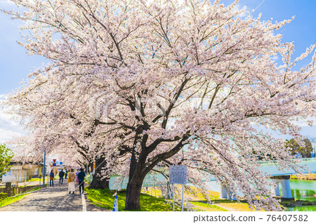 藍天櫻花盛開 宮城縣白石川岸一目千本櫻小河原町 76407582