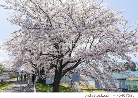 藍天櫻花盛開 宮城縣白石川岸一目千本櫻小河原町 藍天櫻花盛開 宮城縣白石川岸一目千本櫻小河原町 76407583
