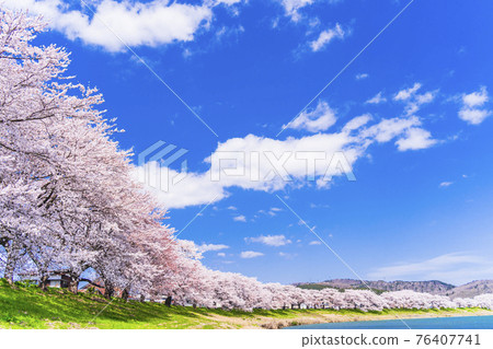 Blue sky and cherry blossoms in full bloom Sakura Fubuki Shiraishi River bank Ichimoku Senbonzakura Ogawara Town, Miyagi Prefecture Blue sky and cherry blossoms in full bloom Sakura Fubuki Shiraishi River bank Ichimoku Senbonzakura Ogawara Town, Miyagi Prefecture 76407741