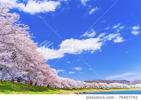 Blue sky and cherry blossoms in full bloom Sakura Fubuki Shiraishi River bank Ichimoku Senbonzakura Ogawara Town, Miyagi Prefecture 76407742