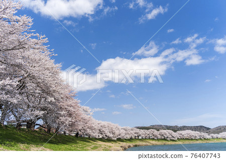 Blue sky and cherry blossoms in full bloom Sakura Fubuki Shiraishi River bank Ichimoku Senbonzakura Ogawara Town, Miyagi Prefecture Blue sky and cherry blossoms in full bloom Sakura Fubuki Shiraishi River bank Ichimoku Senbonzakura Ogawara Town, Miyagi Prefecture 76407743