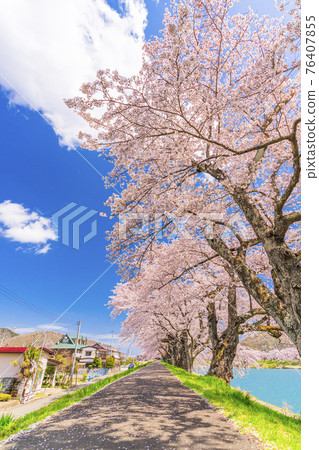 Blue sky and cherry blossoms in full bloom Shiraishi River bank Ichimoku Senbonzakura Ogawara Town, Miyagi Prefecture 76407855