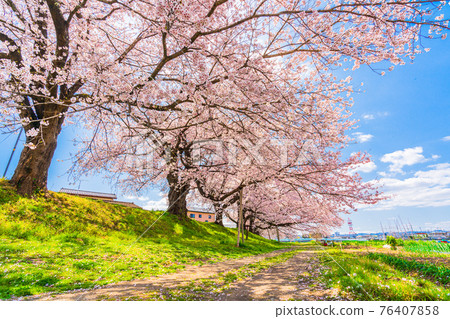 Blue sky and cherry blossoms in full bloom Shiraishi River bank Ichimoku Senbonzakura Ogawara Town, Miyagi Prefecture Blue sky and cherry blossoms in full bloom Shiraishi River bank Ichimoku Senbonzakura Ogawara Town, Miyagi Prefecture 76407858