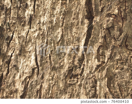 Tree bark texture 76408410