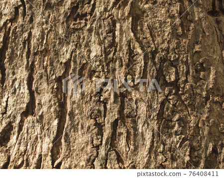 Tree bark texture 76408411
