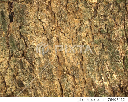 Tree bark texture 76408412