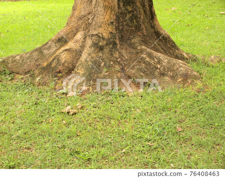 Forest tree with roots Forest tree with roots 76408463