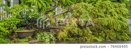Trees damaged and uprooted after a violent storm. Trees have fallen in a residential village BANNER, LONG FORMAT 76408495