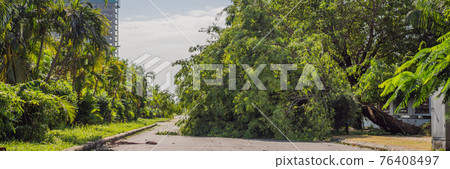 Trees damaged and uprooted after a violent storm. Trees have fallen in a residential village BANNER, LONG FORMAT 76408497