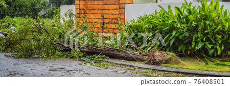 Trees damaged and uprooted after a violent storm. Trees have fallen in a residential village BANNER, LONG FORMAT 76408501
