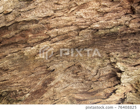 Tree bark texture Tree bark texture 76408825