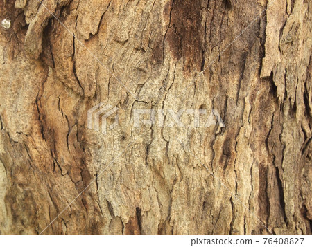 Tree bark texture Tree bark texture 76408827