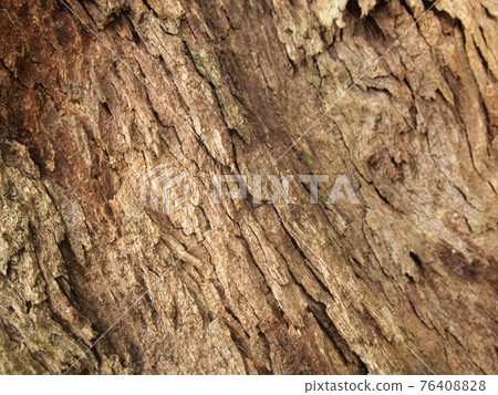 Tree bark texture Tree bark texture 76408828