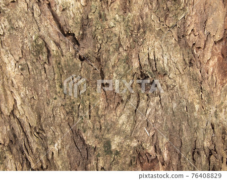 Tree bark texture 76408829