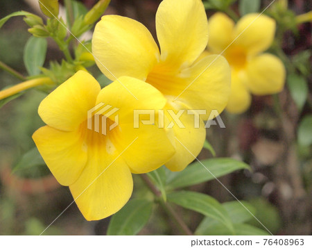 Yellow flowers 76408963