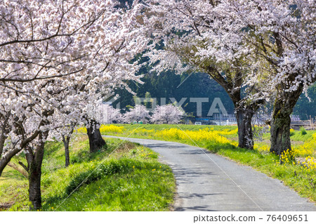 Yogo River (March cherry blossoms) Yogo River (March cherry blossoms) 76409651