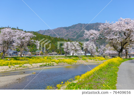 Yogo River (March cherry blossoms) Yogo River (March cherry blossoms) 76409656