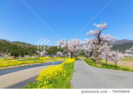 Yogo River (March cherry blossoms) Yogo River (March cherry blossoms) 76409668