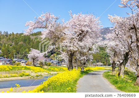 Yogo River (March cherry blossoms) Yogo River (March cherry blossoms) 76409669
