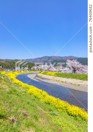 Yogo River (March cherry blossoms) Yogo River (March cherry blossoms) 76409682