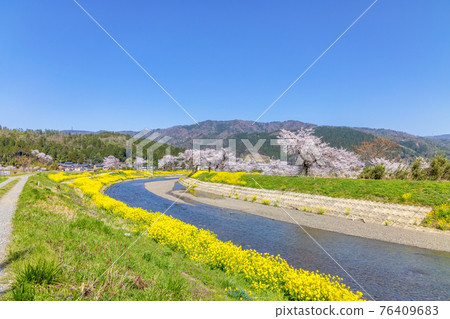 Yogo River (March cherry blossoms) Yogo River (March cherry blossoms) 76409683