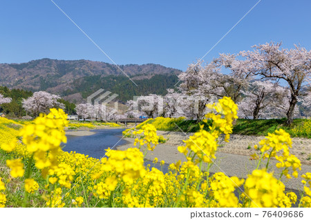 約後川(三月櫻花) 約後川(三月櫻花) 76409686