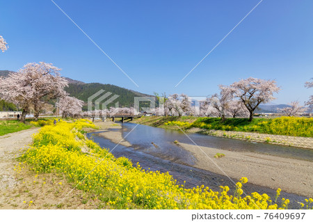 Yogo River (March cherry blossoms) Yogo River (March cherry blossoms) 76409697