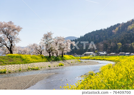 約後川(三月櫻花) 約後川(三月櫻花) 76409700