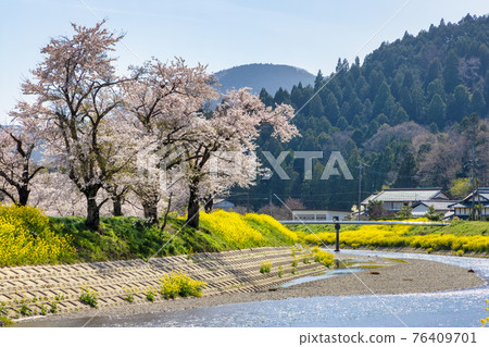 約後川(三月櫻花) 約後川(三月櫻花) 76409701