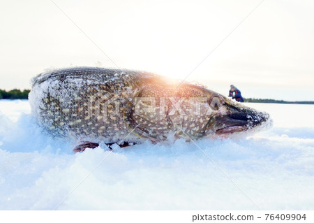 Ice fishing. North pike. during cold winter time. copy space Ice fishing. North pike. during cold winter time. copy space 76409904