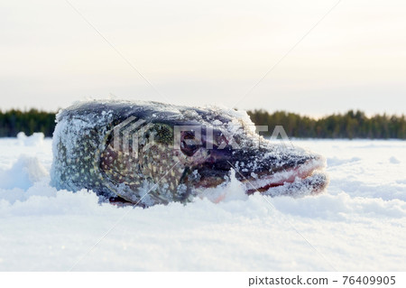 North pike. during cold winter time. Ice fishing North pike. during cold winter time. Ice fishing 76409905