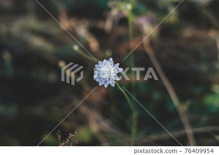 Amazing wild blue flower with green leaves background. Dark and moody spring summer backdrop. Low key colors. Amazing wild blue flower with green leaves background. Dark and moody spring summer backdrop. Low key colors. 76409954