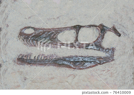 Fossil head of a velociraptor dinosaur with a series of sharp teeth 76410009