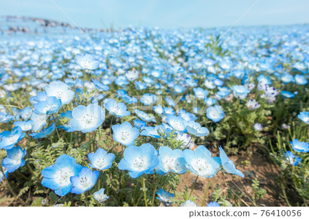 Nemophila Field Hitachi Seaside Park Nemophila Field Hitachi Seaside Park 76410056