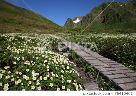 Moominvalley and geum pentapetalum flower fields 76410461