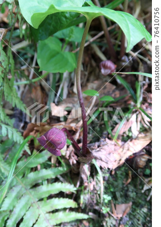 盛開在森吉山日羽嶽山道上的野姜 盛開在森吉山日羽嶽山道上的野姜 76410756