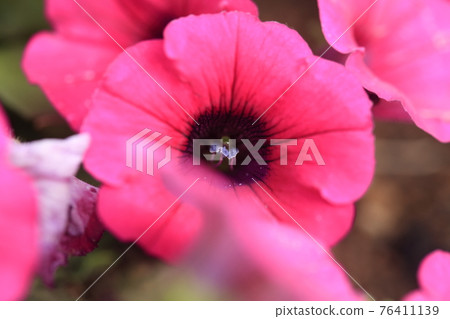 My home gardening red flowers, 76411139