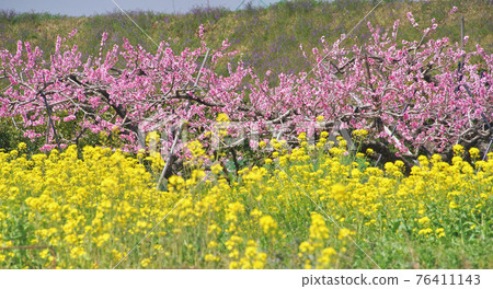 和歌山縣城之川市桃花與油菜花盛開 76411143