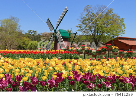 Tulip field 76411289