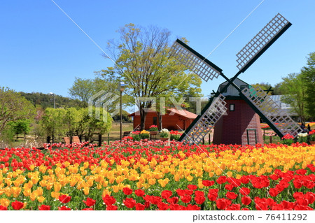 Tulip field Tulip field 76411292