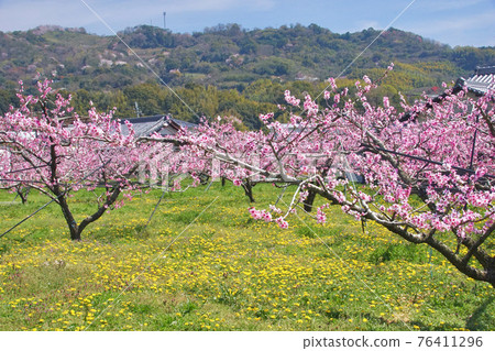 和歌山縣城之川市盛開的桃花田和蒲公英 和歌山縣城之川市盛開的桃花田和蒲公英 76411296