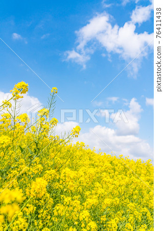 深藍晴天下油菜花盛開(四月) 深藍晴天下油菜花盛開(四月) 76411438