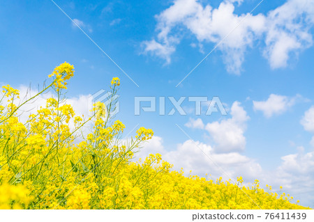 深藍晴天下油菜花盛開(四月) 深藍晴天下油菜花盛開(四月) 76411439