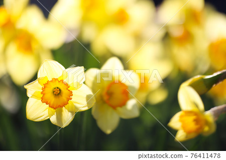 Narcissus in the morning sun 76411478