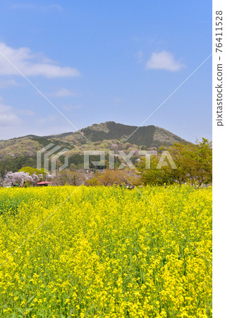 Rape blossoms and Mt. Hiwada Rape blossoms and Mt. Hiwada 76411528