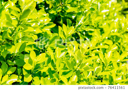 New green image New green image 76411561